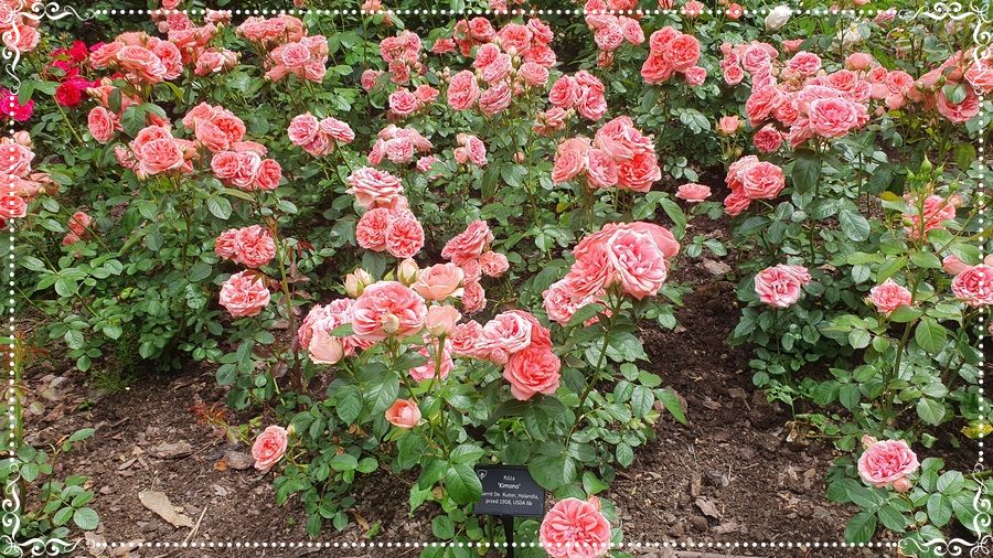 Kimono róża rabatowa